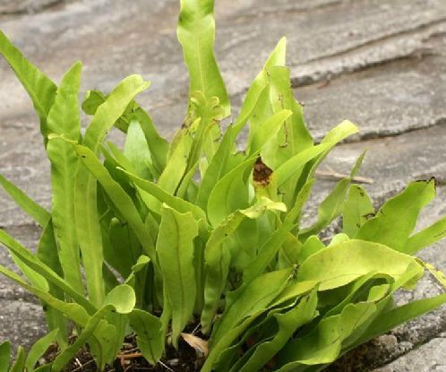 星蕨(水龍骨科星蕨屬植物)