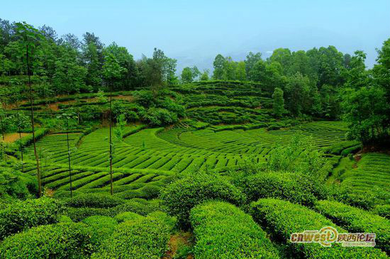 江塝茶園