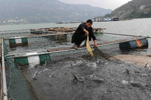 網箱養魚