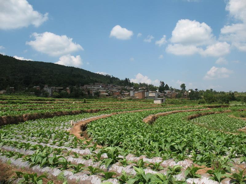 岩子腳村(雲南巍山縣青華鄉下轄村)