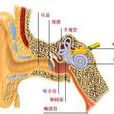 耳根部疼痛