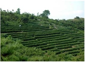 海青綠洲茶葉精品園