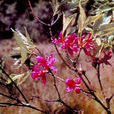 滿山紅(杜鵑花科植物)