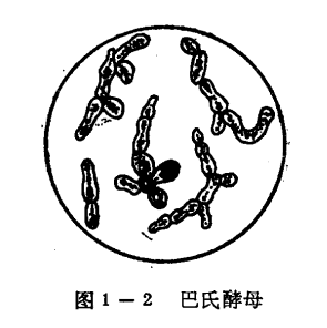 果酒酵母