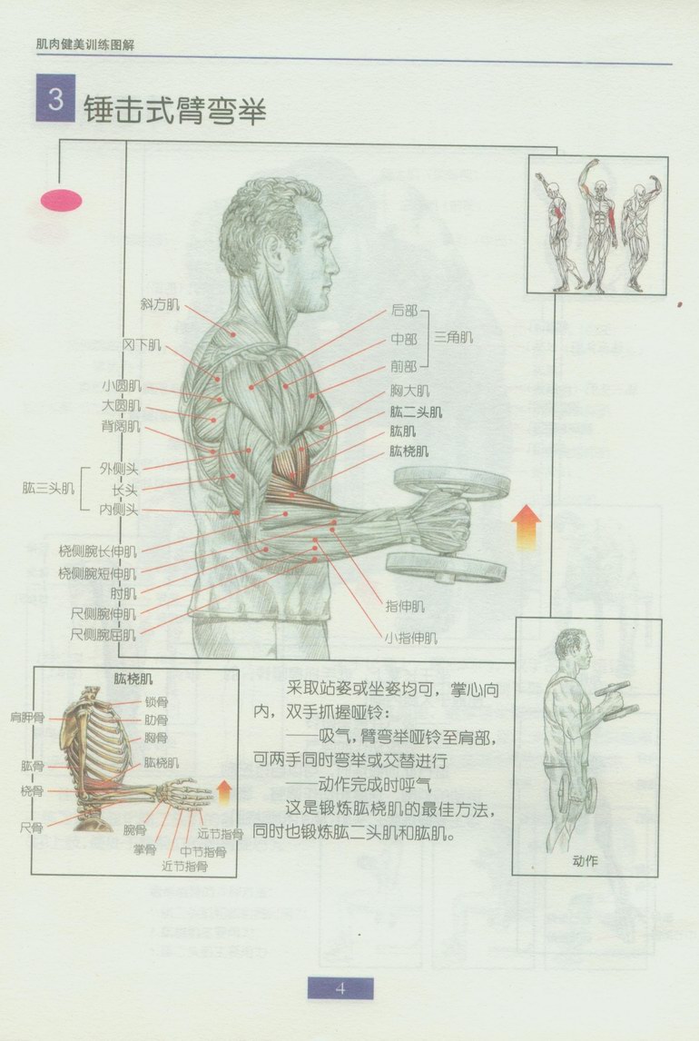 站姿啞鈴錘擊式彎舉