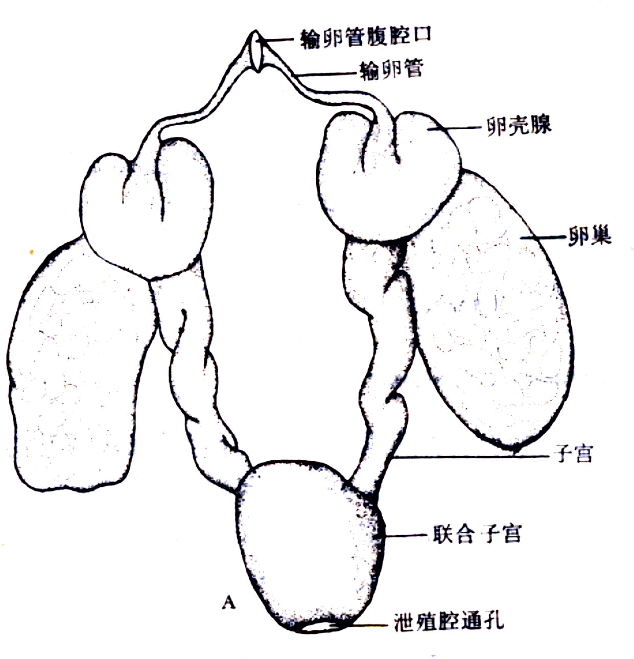 內分泌不孕(內分泌性不孕)