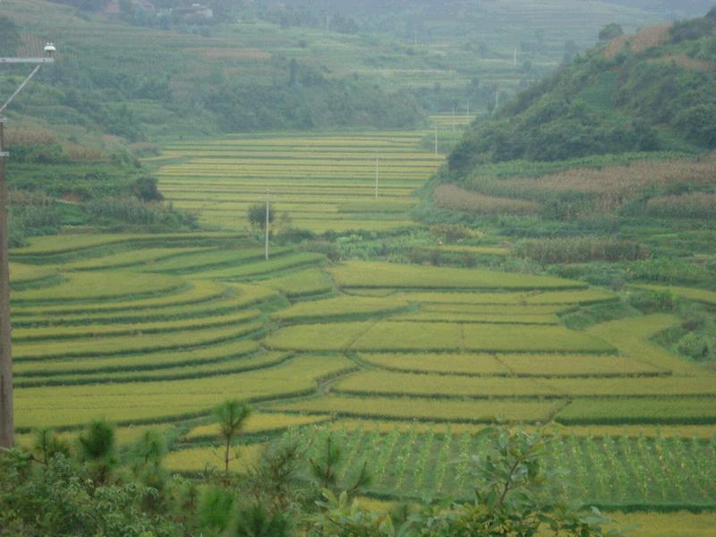 龍河村(楚雄市東瓜鎮下轄村)