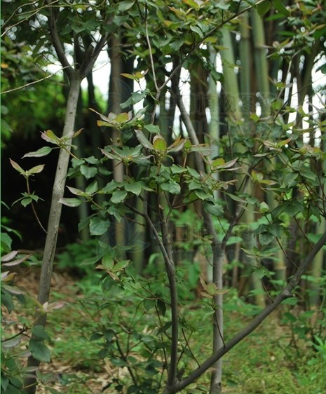 腺萼馬銀花（植株）