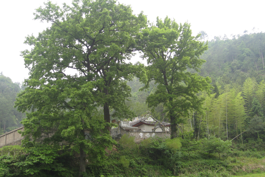 葉山庵嶺古道