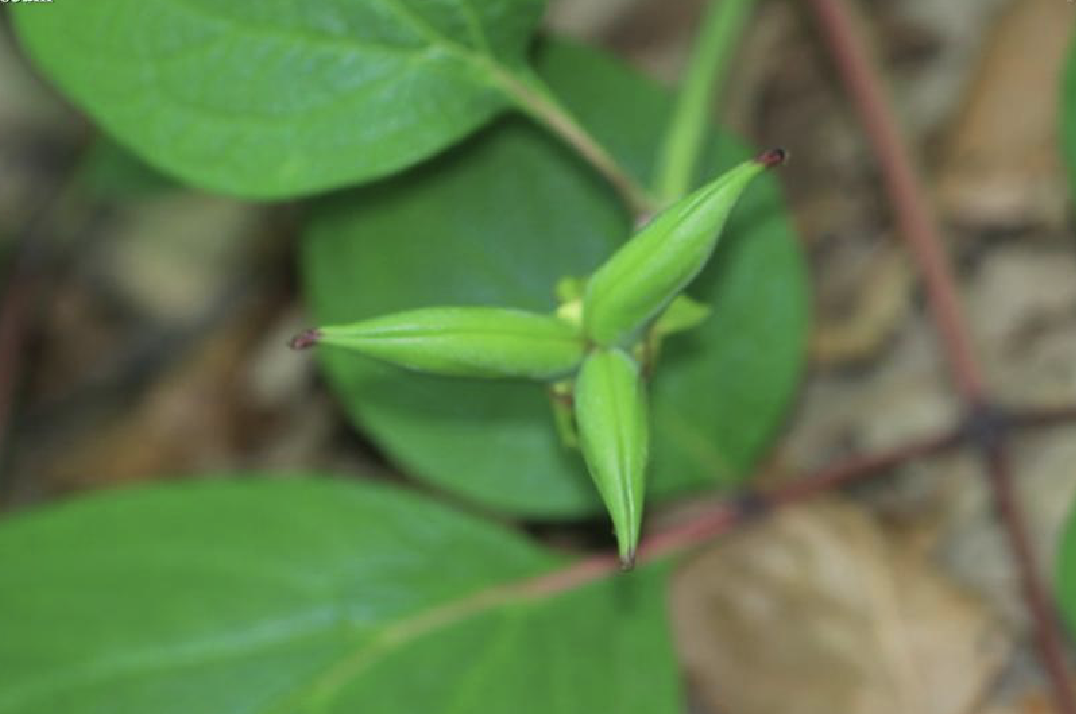 毛葉草芍藥