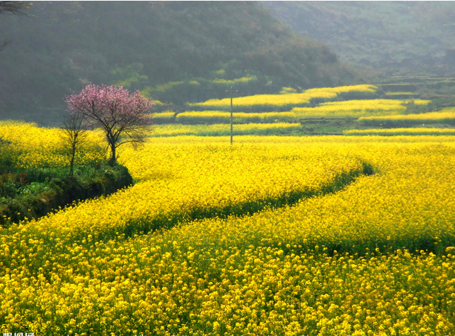 油菜花海