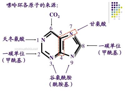 代謝拮抗物