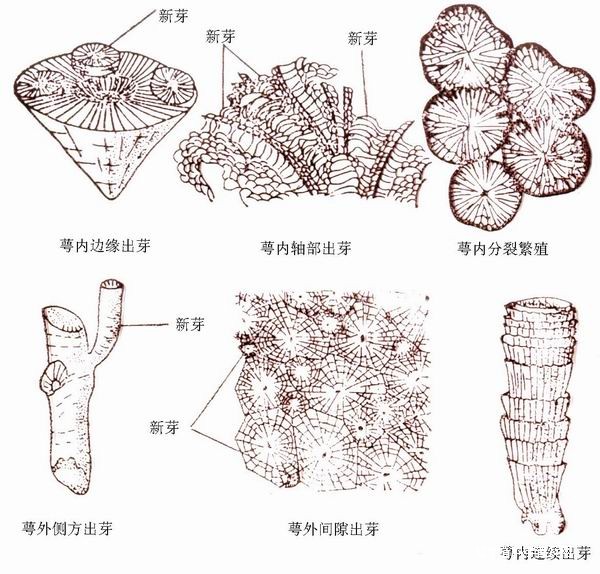 方錐珊瑚(多皺珊瑚)