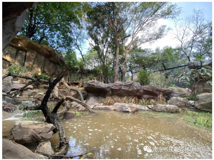 南京紅山森林動物園(南京市紅山森林動物園)