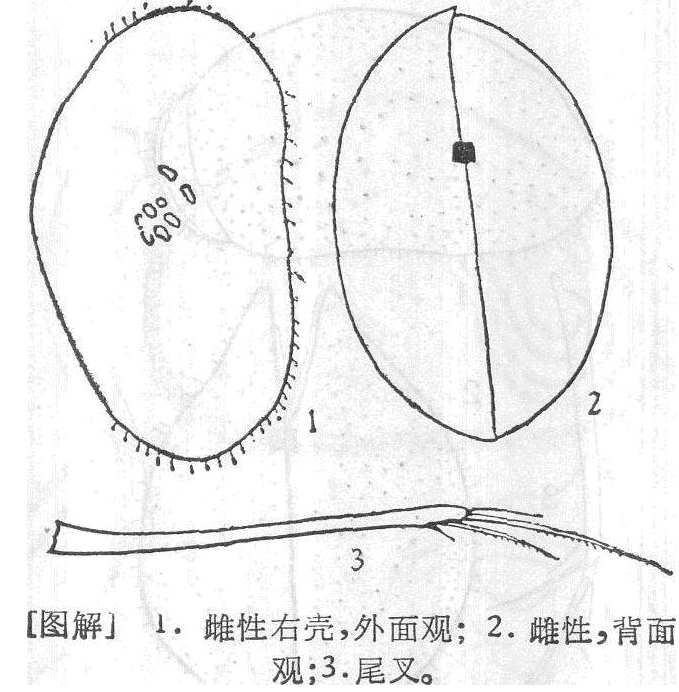 華美腺狀介蟲