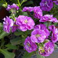 紫羅蘭(十字花科草本植物)