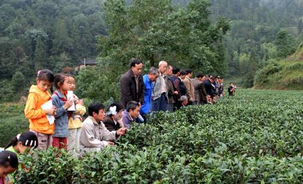 尖峰鄉茶葉基地