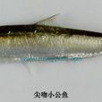 尖吻小公魚