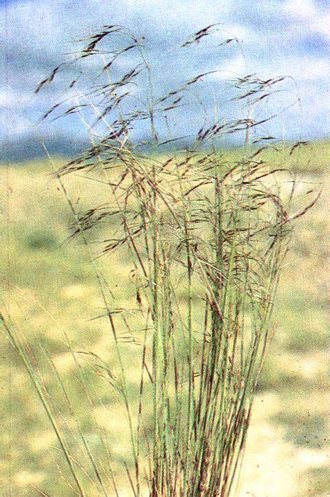 疏花針茅