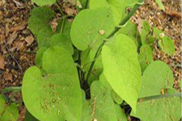 Aristolochia manshuriensis