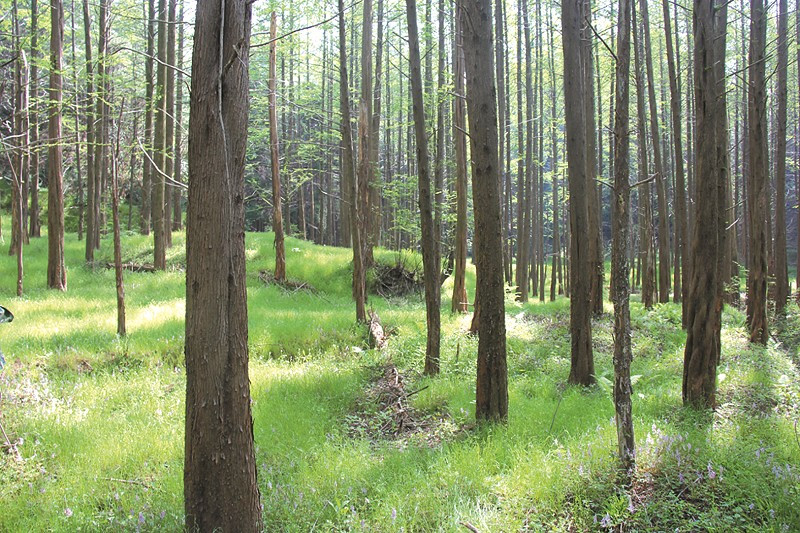 梅子樹自然村(雲南普洱景谷縣民樂鎮大村委會梅子樹自然村)