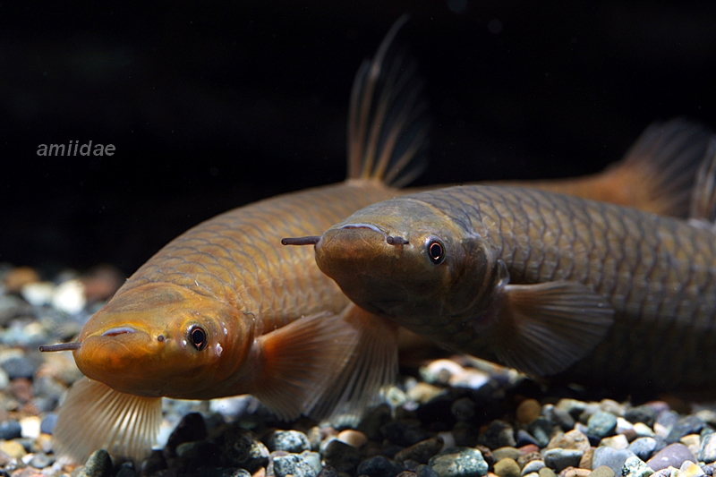 非洲枕枝魚