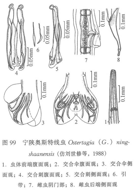 寧陝奧斯特線蟲