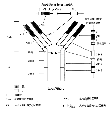 注射用巴利昔單抗