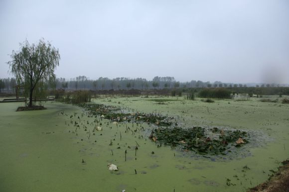 東汶河濕地公園