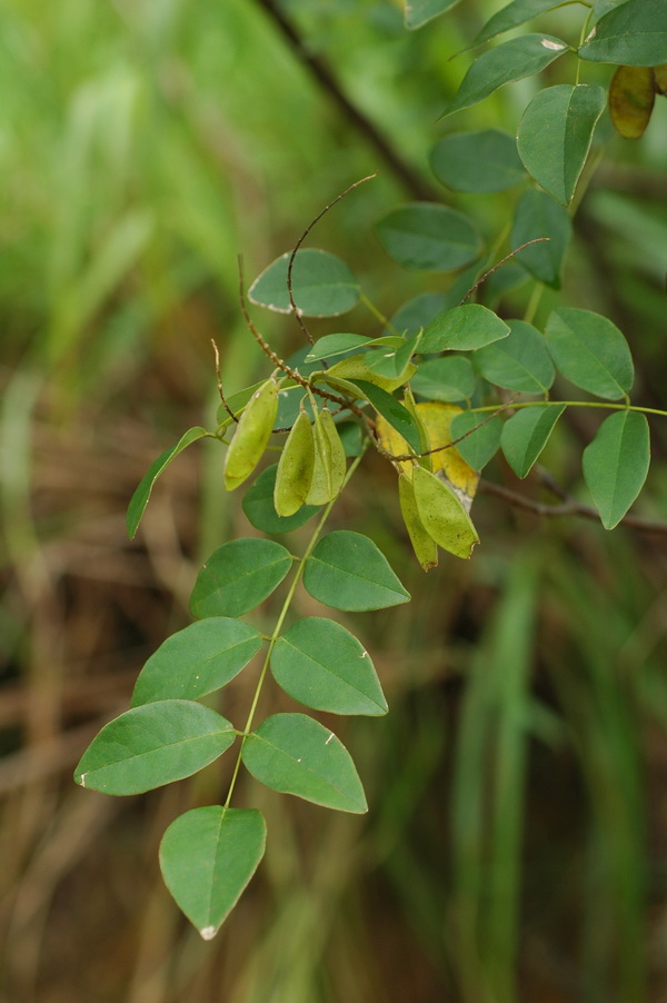 華南馬鞍樹