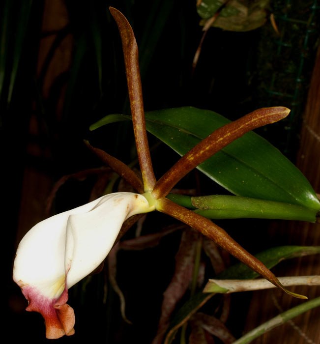 Cattleya araguaiensis