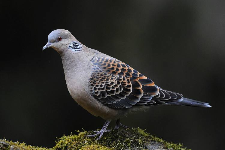 山斑鳩指名亞種