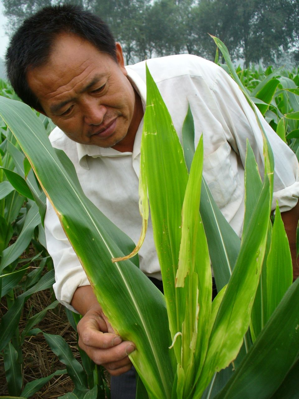 2006年攝於邯鄲市館陶縣