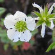 大雪山無心菜