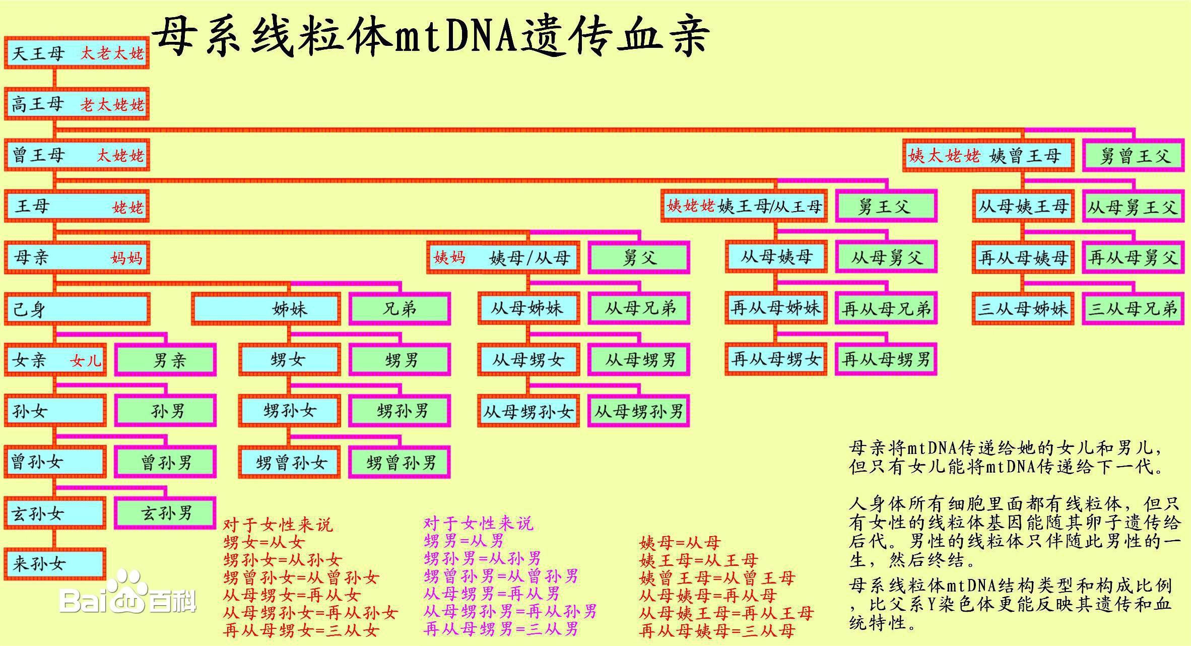 姨兄弟