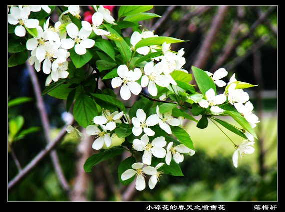 噴雪花 特寫