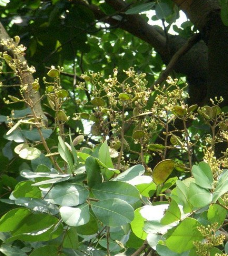 癭花香茶菜