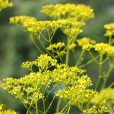 黃花敗醬(山白菜)