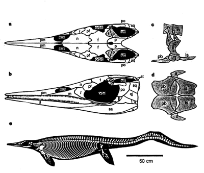 蛇嘴魚龍