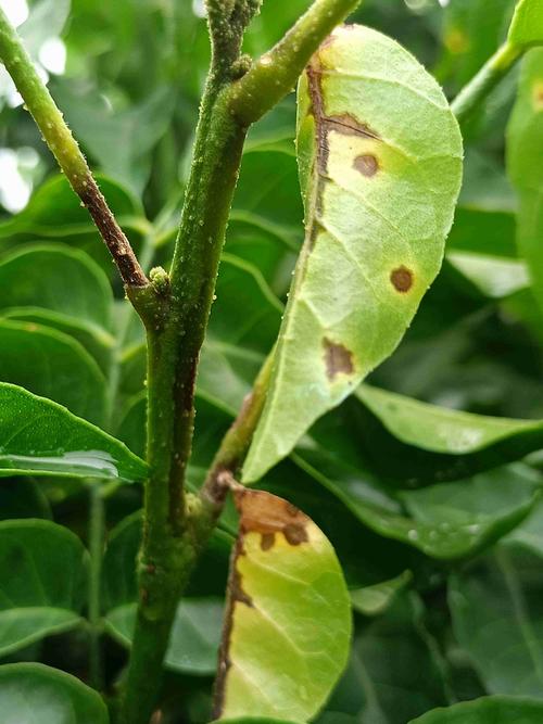 黃皮(Clausena lansium)