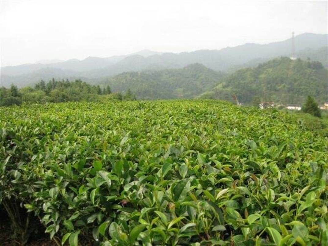 蕉嶺綠茶種植基地