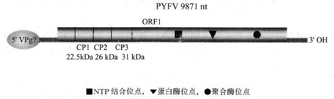 歐防風黃點病毒的基因組及其產物