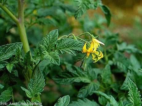 Solanum