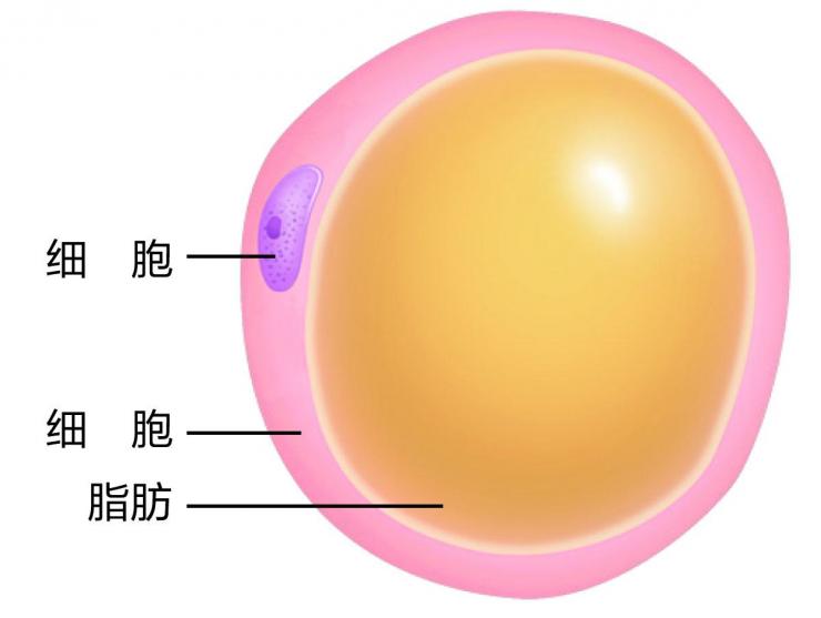 脂肪細胞