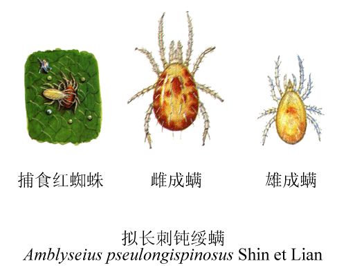 擬長刺鈍綏蟎