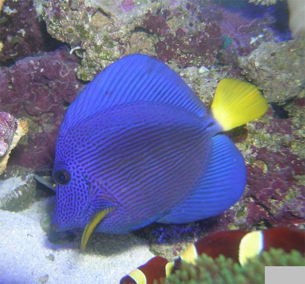 黃尾帆吊魚(黃尾吊)