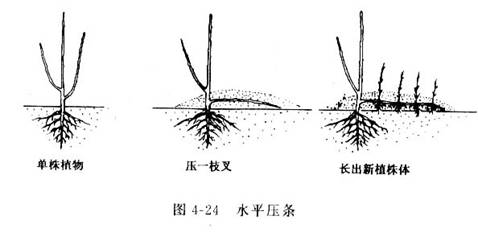 水平壓條