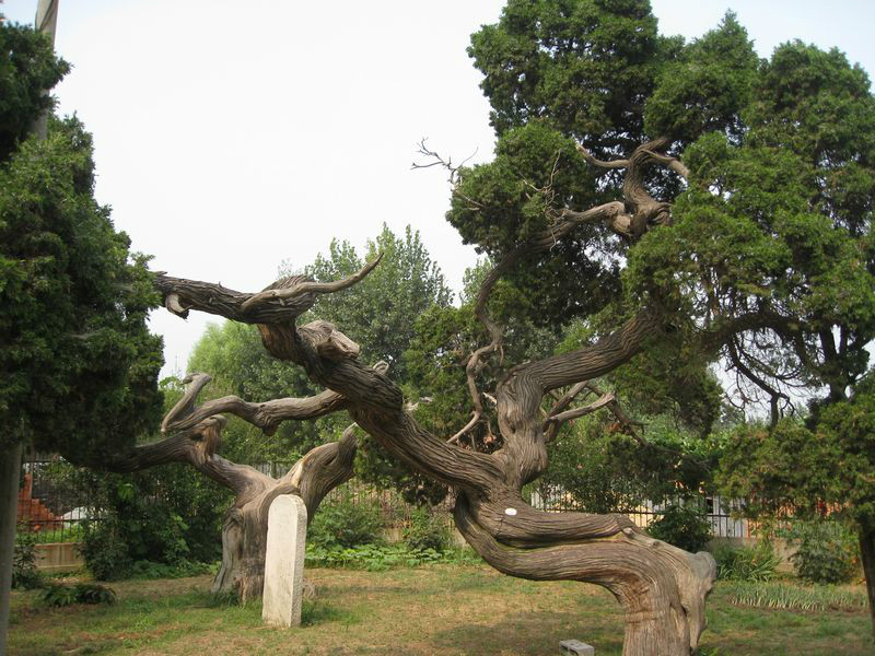 北台村(山東省青島市平度市大澤山鎮北台村)