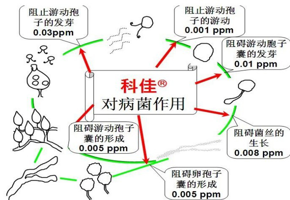 科佳