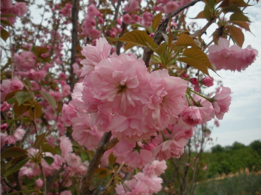 天適櫻花悠樂園